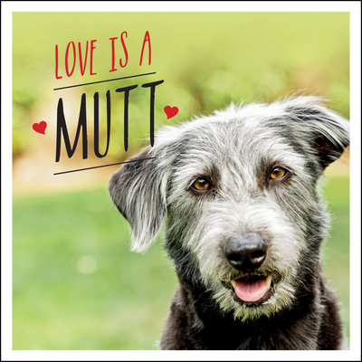 Love is a Mutt: A Dog-Tastic Celebration of the World's Cutest Mixed and Cross Breeds - Ellis, Charlie