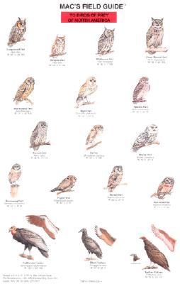 Mac's Field Guides: North American Birds of Prey - Macgowan, Craig