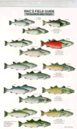 Mac's Field Guides: North American Salmon & Trout