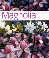 Magnolia - Rankin, Graham