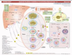 memocharts pharmacology dyslipidemia and antihyperlipidemic drugs antihyperlipidemic