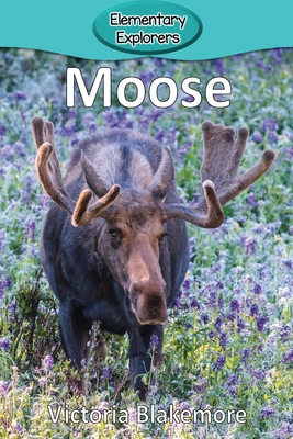 Moose - Blakemore, Victoria