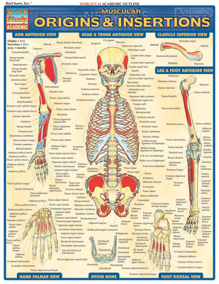 Muscular Origins & Insertions - Perez, Vincent