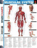 Muscular System (Sparkcharts)