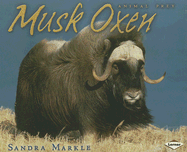 Musk Oxen