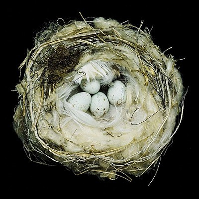 Nests: Fifty Nests and the Birds That Built Them - Beals, Sharon (Photographer)