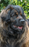 Notebook: Leonberger Giant Dog Dogs Puppy Puppies Breed