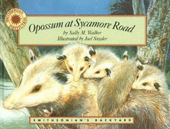 Opossum at Sycamore Road - Walker, Sally