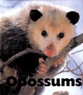 Opossums - Lee, Sandra