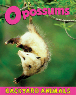 Opossums - Webster, Christine