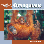 Orangutans