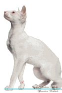 Oriental Shorthair Affirmations Workbook Oriental Shorthair Presents: Positive and Loving Affirmations Workbook. Includes: Mentoring Questions, Guidance, Supporting You.