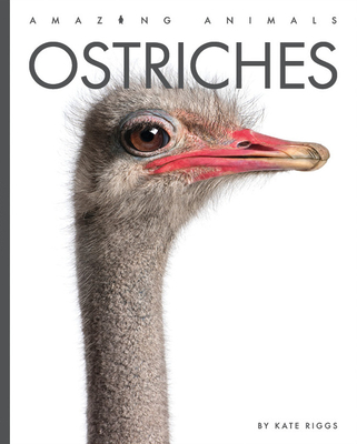 Ostriches - Riggs, Kate
