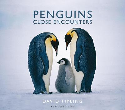 Penguins: Close Encounters - Tipling, David