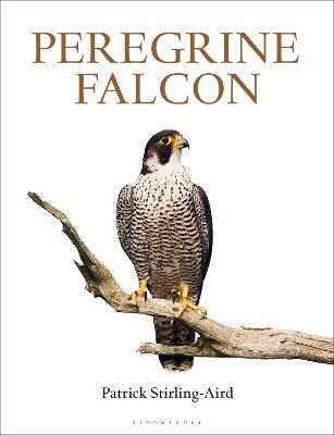 Peregrine Falcon - Stirling-Aird, Patrick