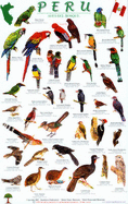 Peru Forest Bird Guide