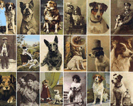 Postcard Dogs