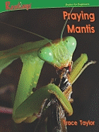 Praying Mantis