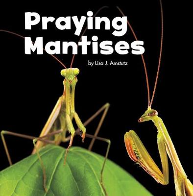 Praying Mantises - Amstutz, Lisa J.