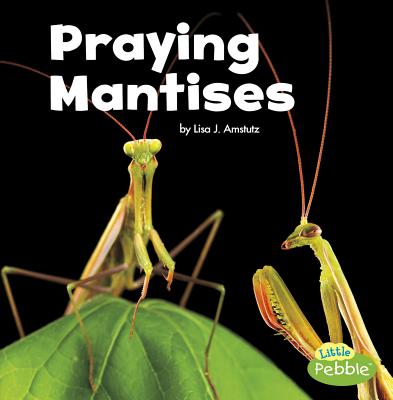 Praying Mantises - Amstutz, Lisa J