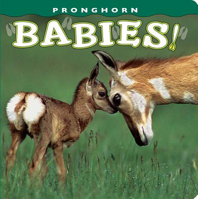 Pronghorn Babies! - Kettlewell, Dick (Photographer)