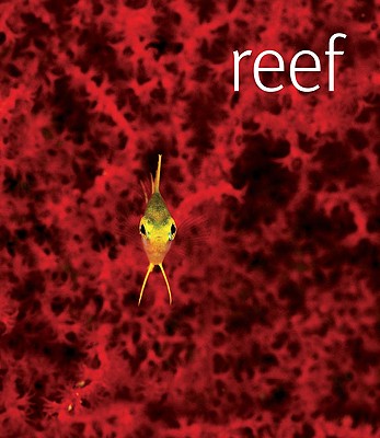 Reef - Scubazoo (Photographer)