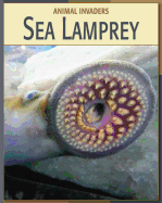 Sea Lamprey