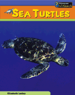 Sea Turtles