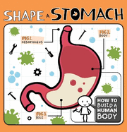 Shape a Stomach