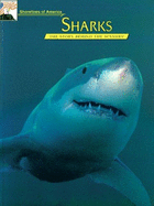 Sharks: Shorelines of America