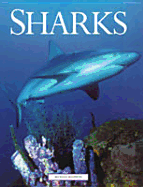 Sharks - Stevens, John D, Professor (Editor)