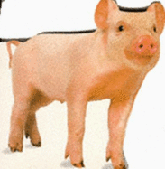 Snapshot Shaped:12 Piglet