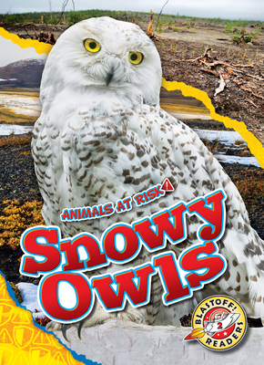 Snowy Owls - Grack, Rachel