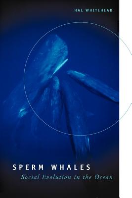 Sperm Whales: Social Evolution in the Ocean - Whitehead, Hal