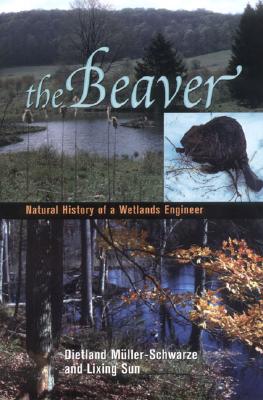 The Beaver: Natural History of a Wetlands Engineer (Comstock Books) - Muller-Schwarze, Dietland; Sun, Lixing