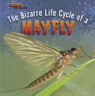 The Bizarre Life Cycle of a Mayfly
