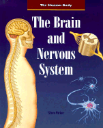 The Brain and Nervous System