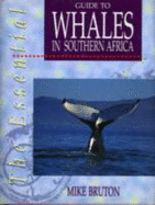 The Essential Guide to Whales in Southern Africa