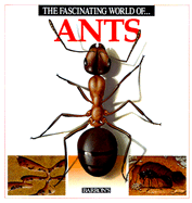 The Fascinating World of Ants - Julivert, Angels