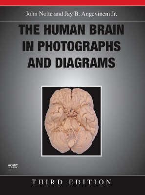 The Human Brain in Photographs and Diagrams - Angevine, Jay B, PhD, and Nolte, John, PhD