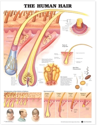 The Human Hair Anatomical Chart - Anatomical Chart Company (Prepared for publication by)