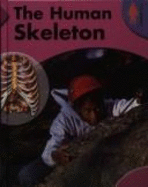 The Human Skeleton