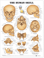 The Human Skull