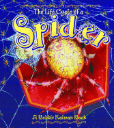 The Life Cycle of a Spider