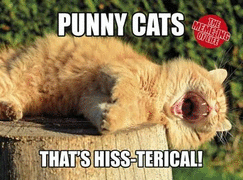 The Meme-ing of Life: Punny Cats: That's Hiss-terical