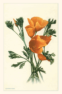 The Vintage Journal California Poppies