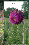 Thistles: Journal