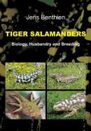 Tiger Salamanders