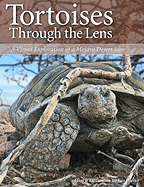 Tortoises Through the Lens: A Visual Exploration of a Mojave Desert Icon