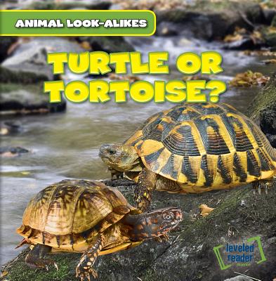 Turtle or Tortoise? - Ryndak, Rob